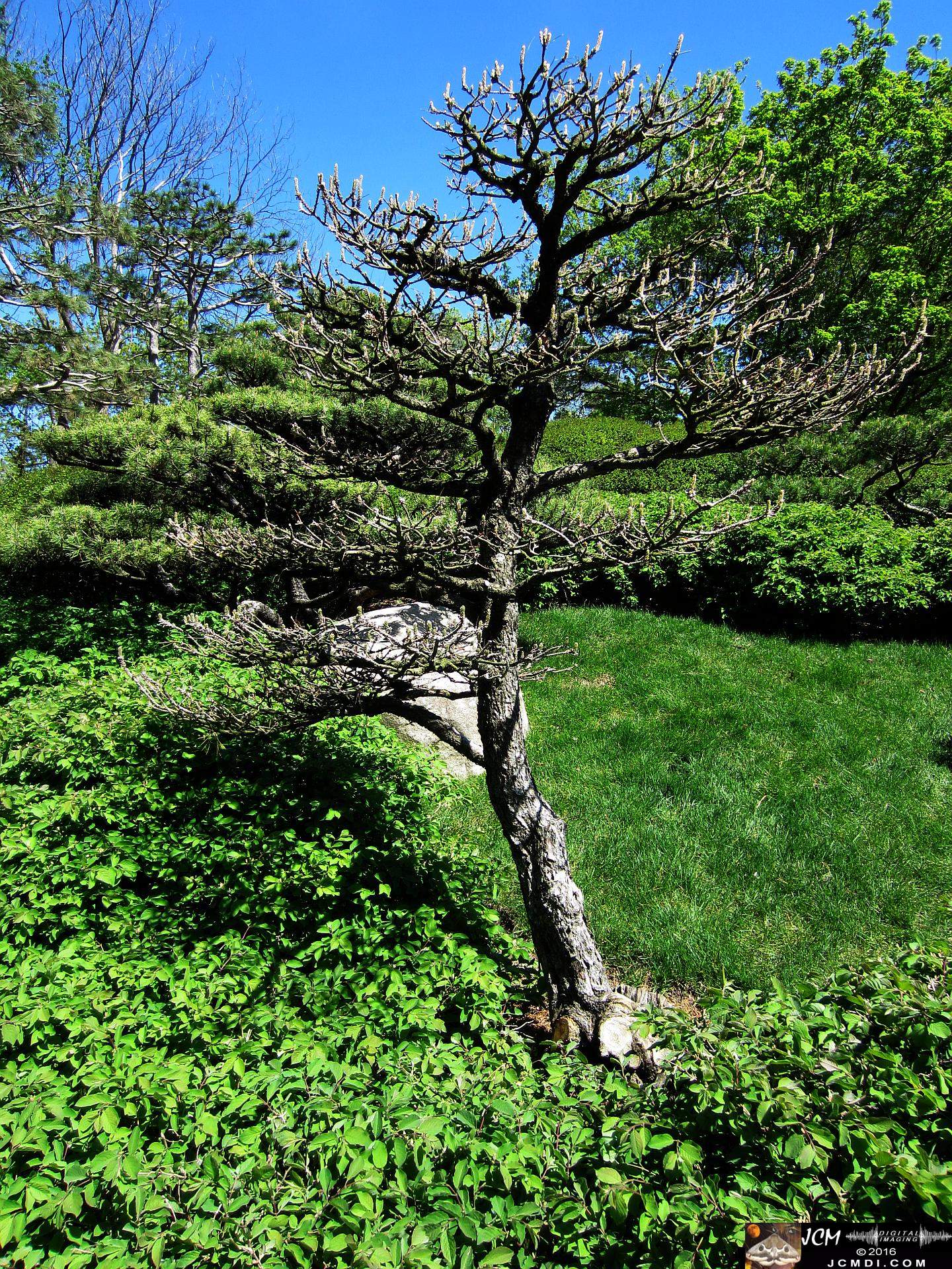 Como Zoo conservatory, MN japanese garden